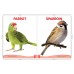 Sawan Big Picture Board Book Birds